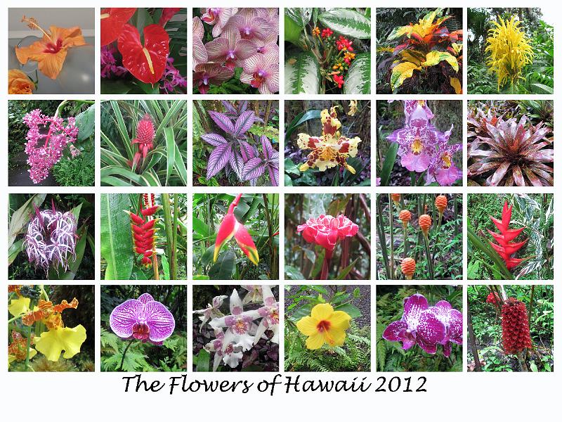 flowers_of_hawaii