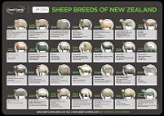 IMG_7571 NZ sheep