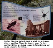 IMG_8169c_Milford sandfly