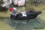 IMG_1550b