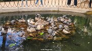 img_1550d_121644