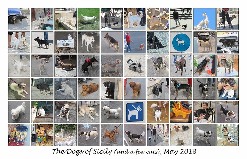 Dogs_of_Sicily_composite