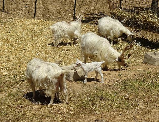 IMG_4847_goats_Agrigento