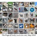 Dogs_of_Sicily_composite