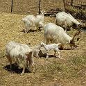 IMG_4847_goats_Agrigento