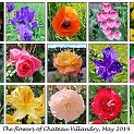 IMG_0909-Villandry_flowers_composite